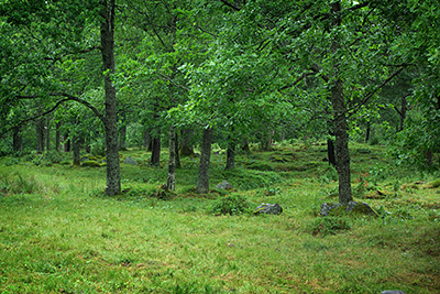 Fuktig skog i olika gröna toner