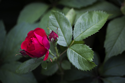 Den röda rosen mot den gröna bakgrunden skapar en färgkontrast