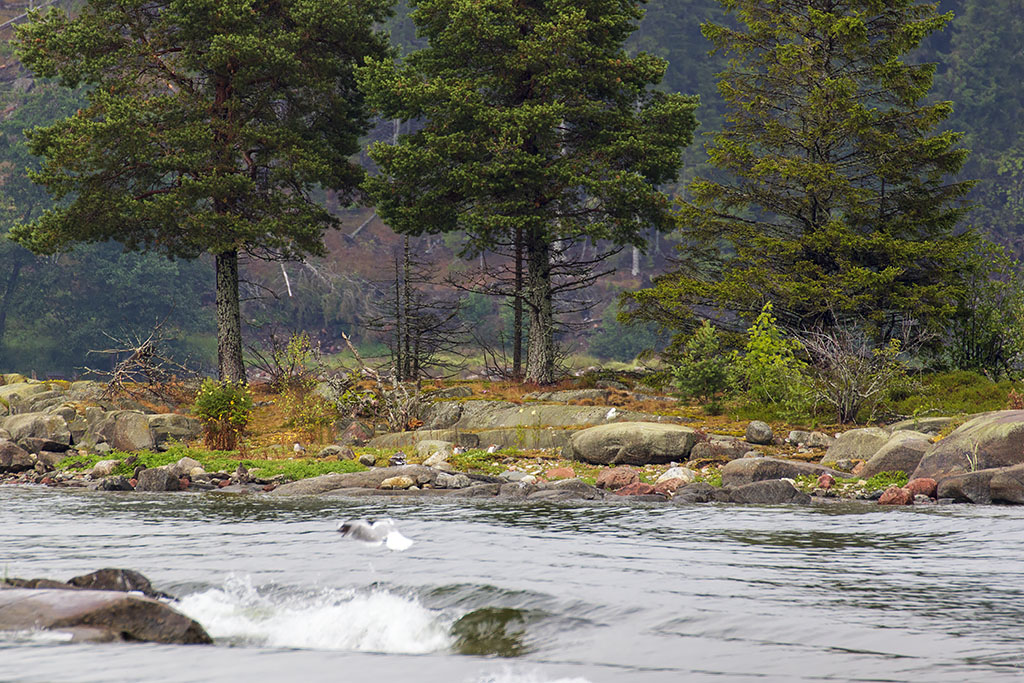 Ulvön