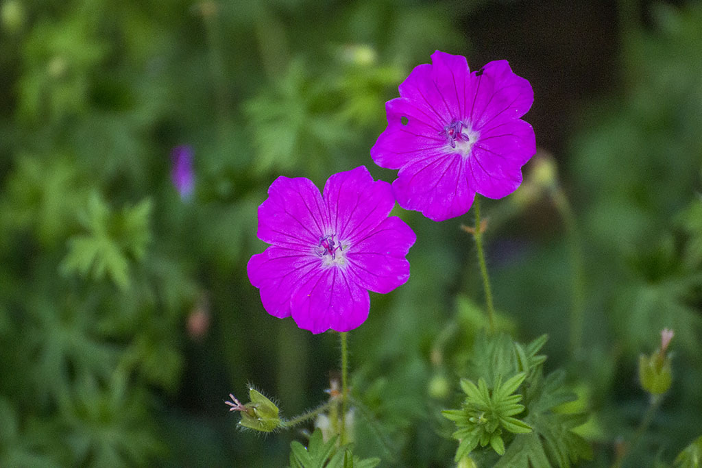 Blommor