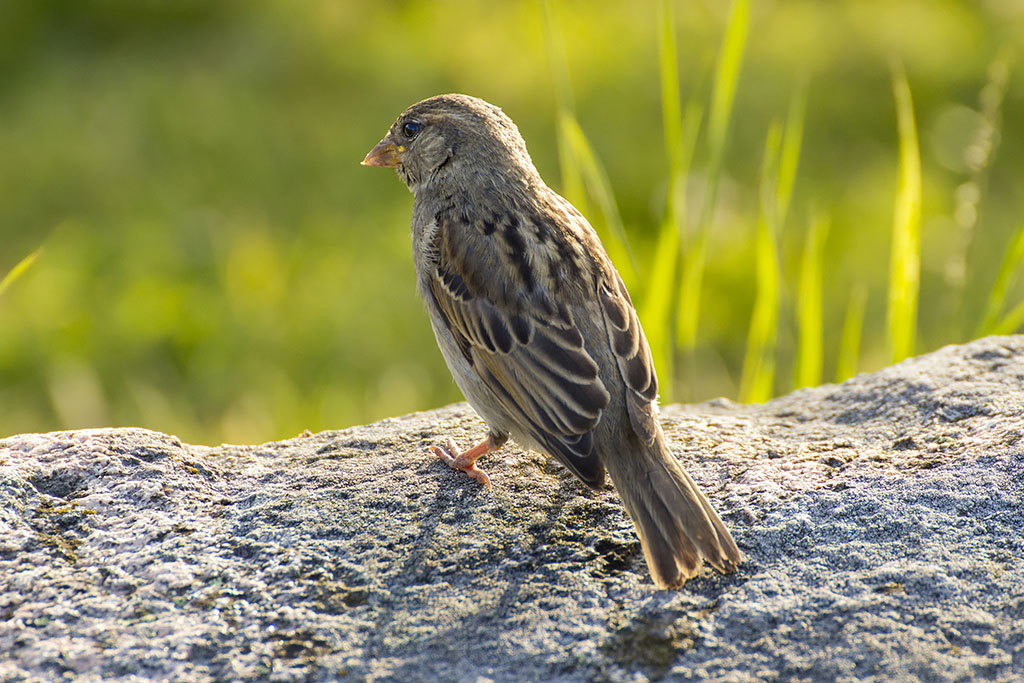 Fågel