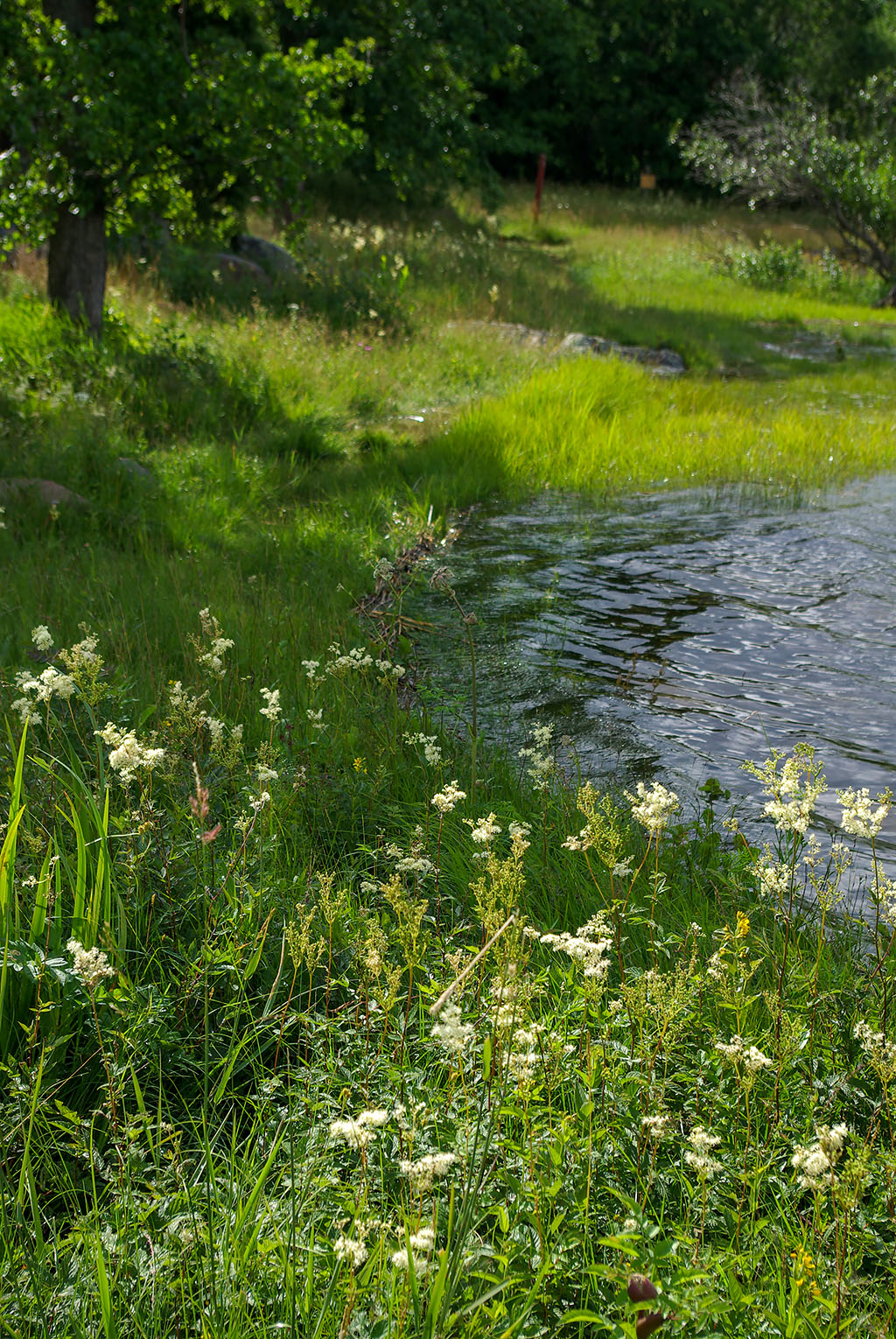 Högsbyn