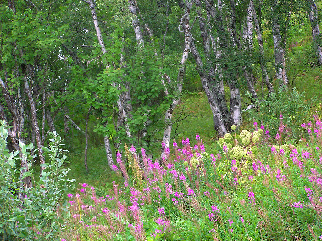 Tärnaklippen