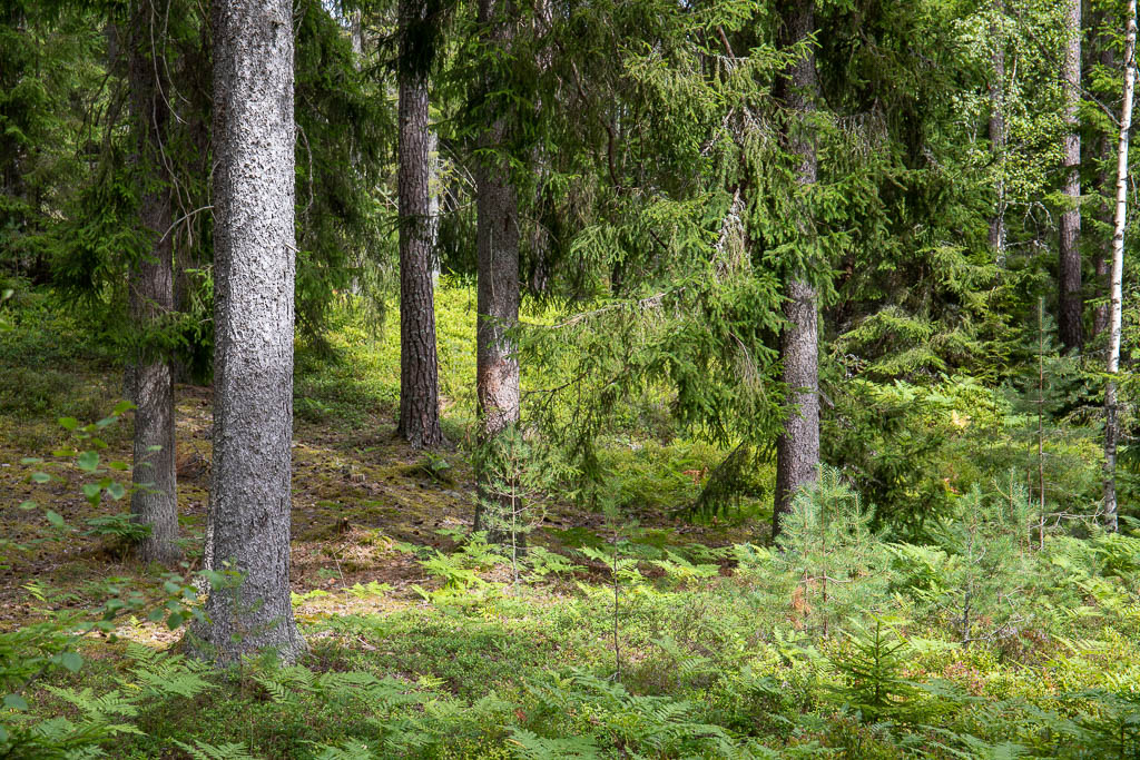 Skurugata
