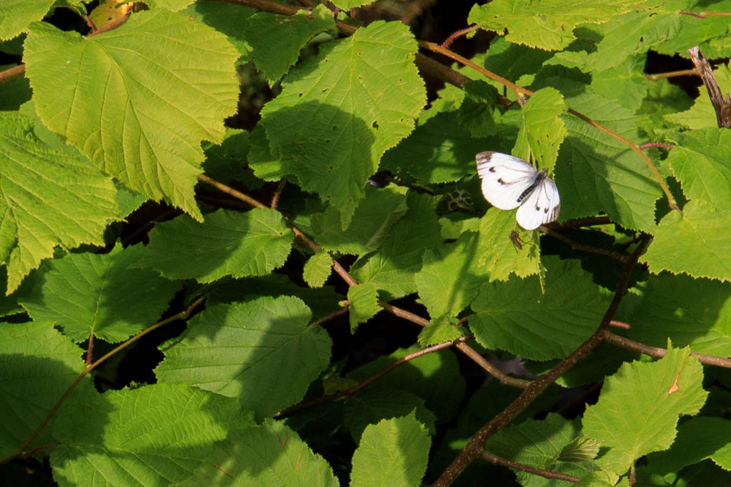 Röttle by