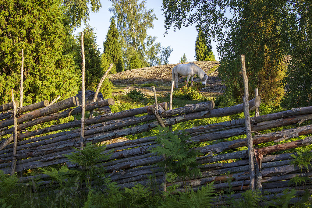 Häst och gärdsgård