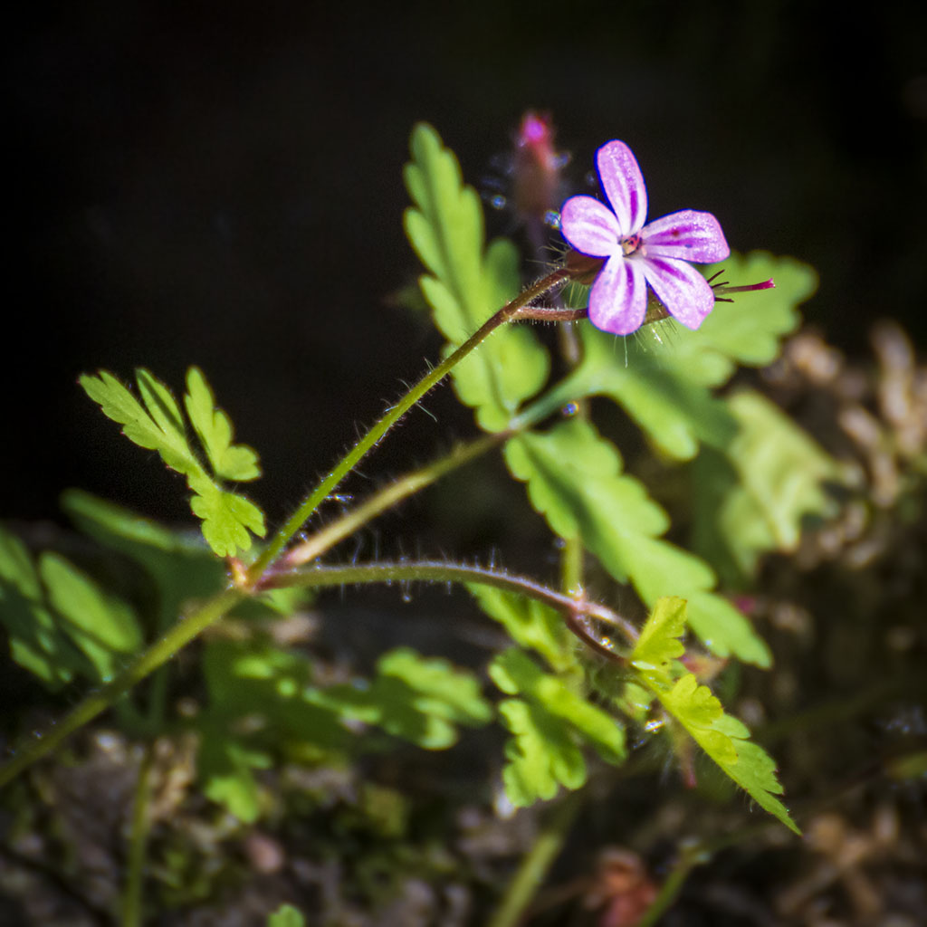 Rosa blomma