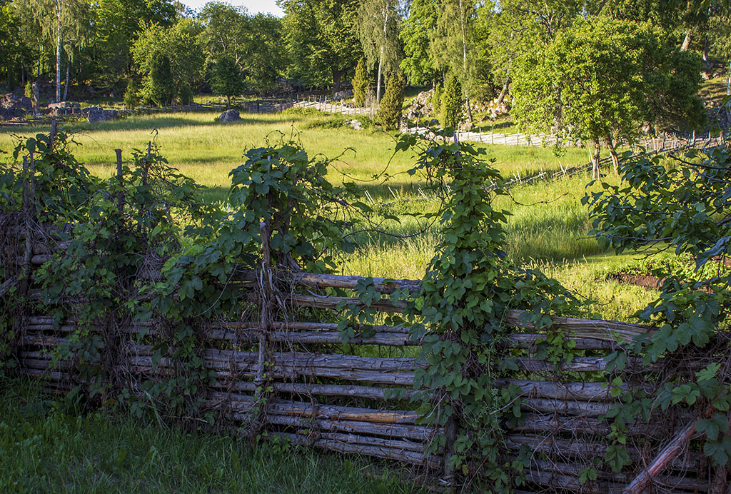 Gärdsgård