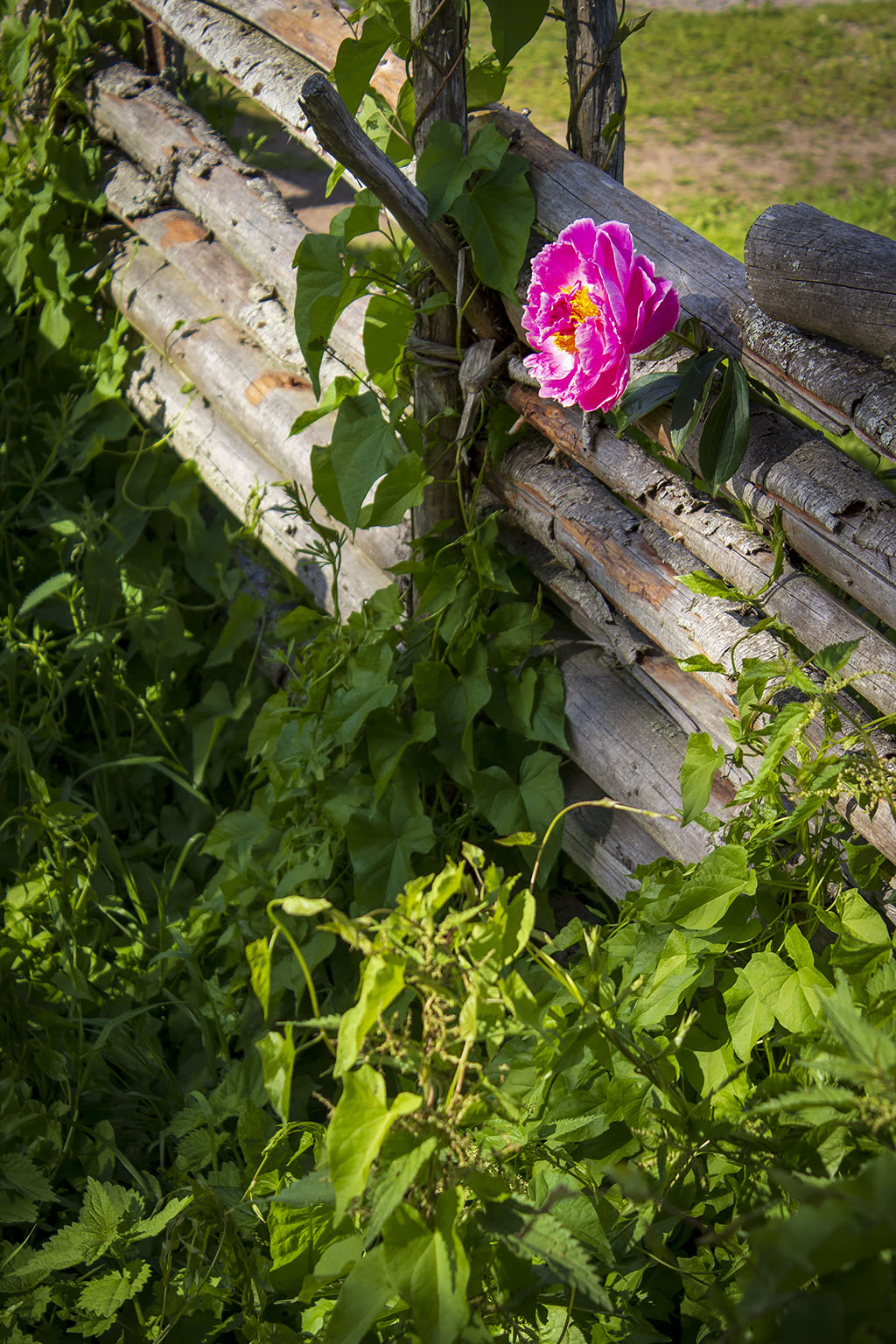 Gärdsgård med blomma