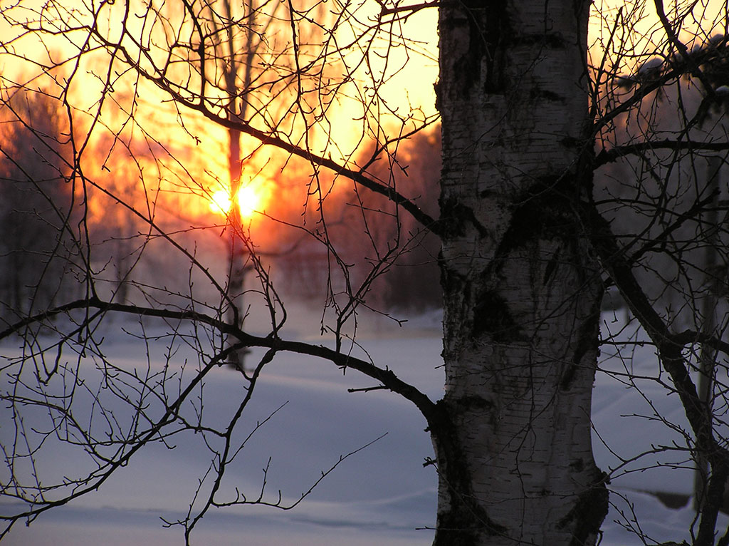 Bureå
