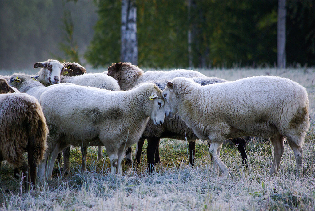Får vid Strömsholm