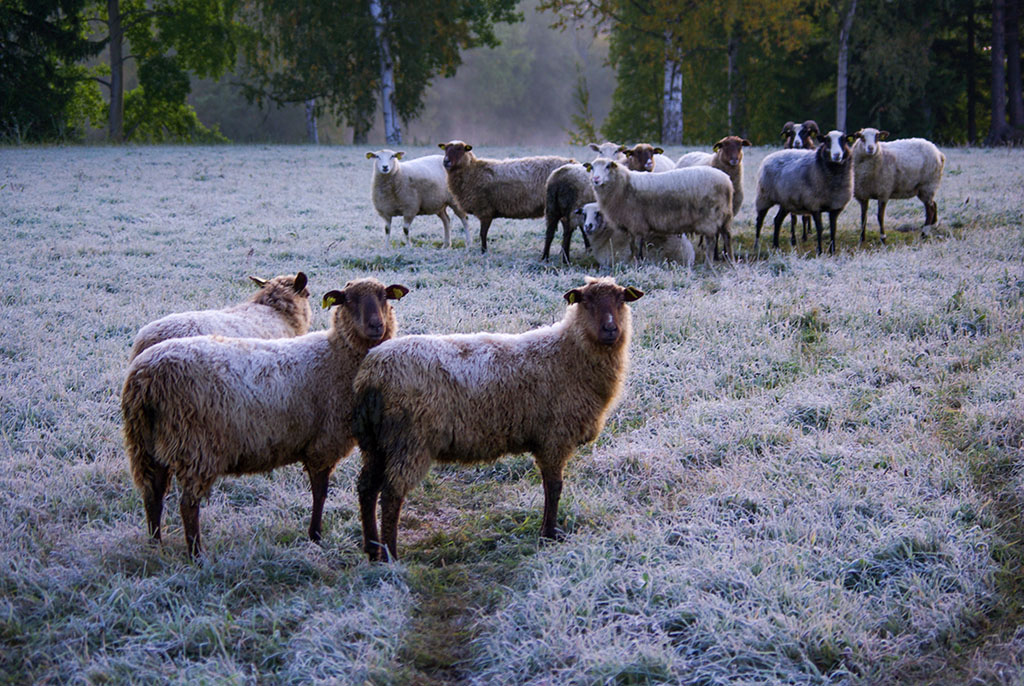 Får vid Strömsholm
