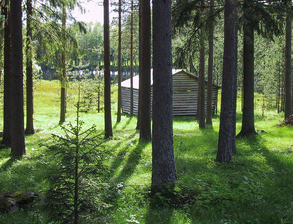 Skog och lada