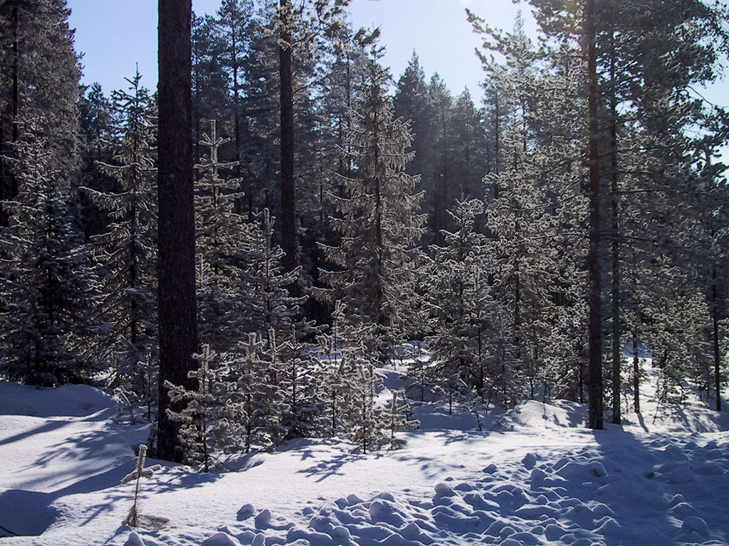 Vinterskog