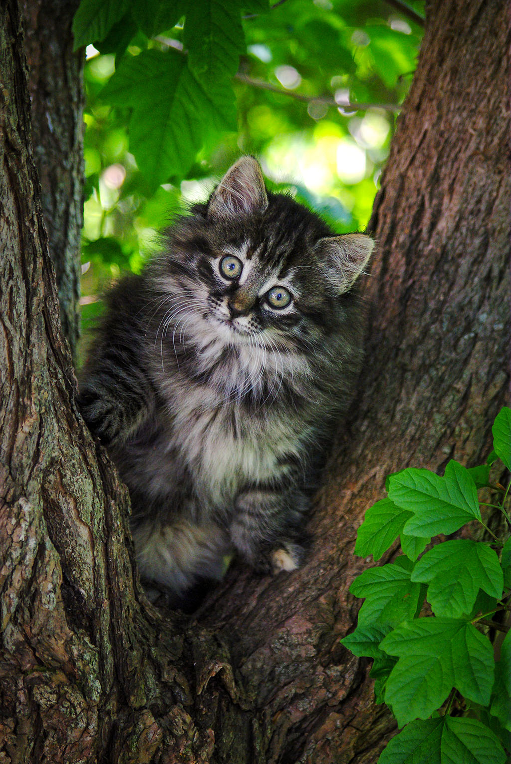 Katt