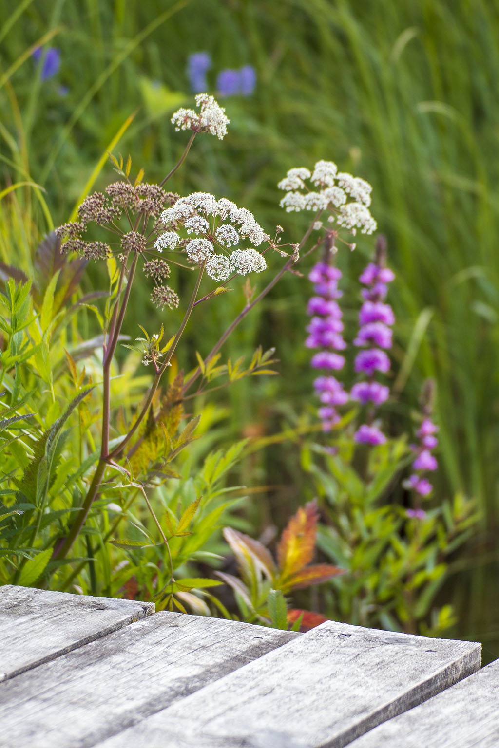 Blommor vid vattnet
