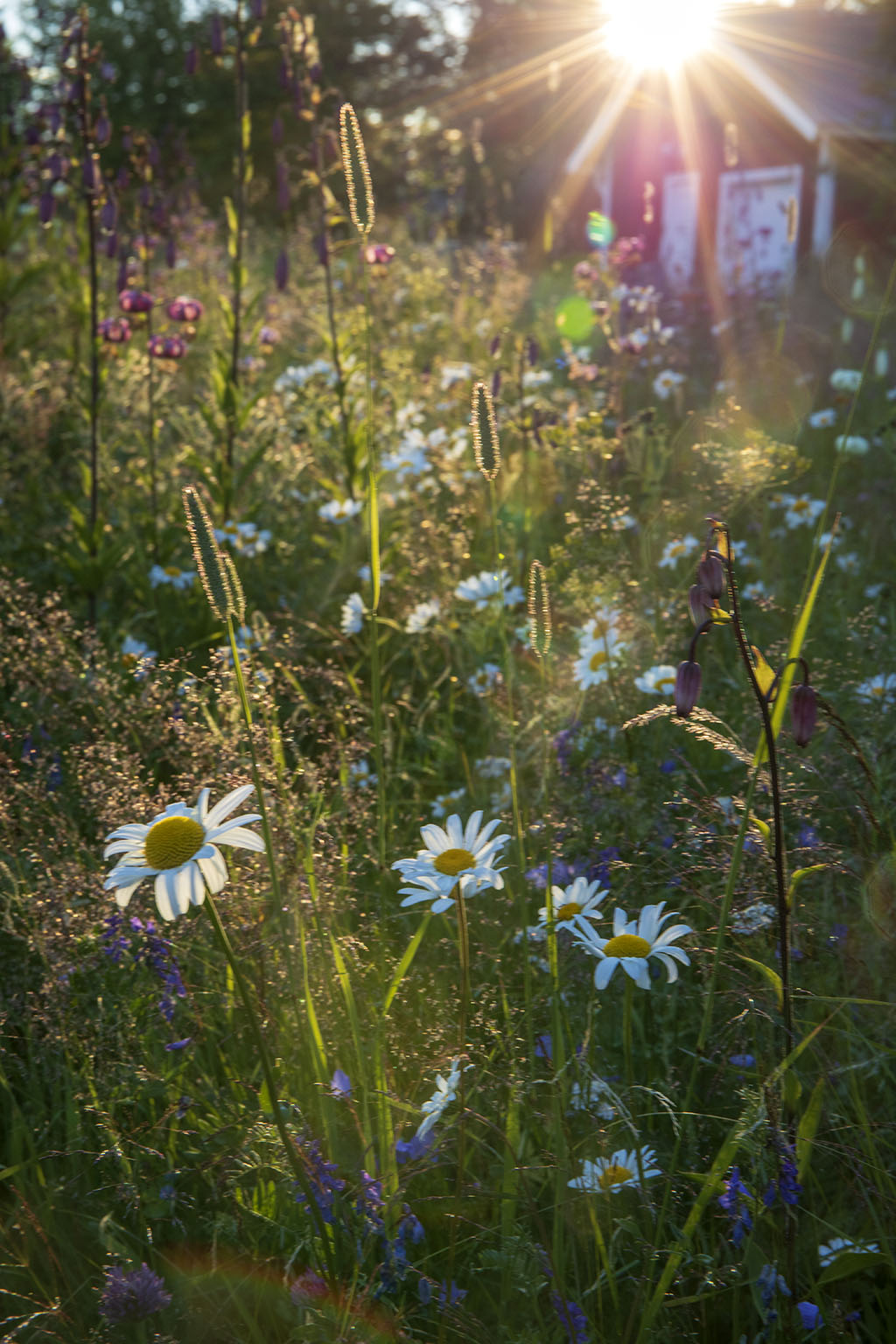 Blommor