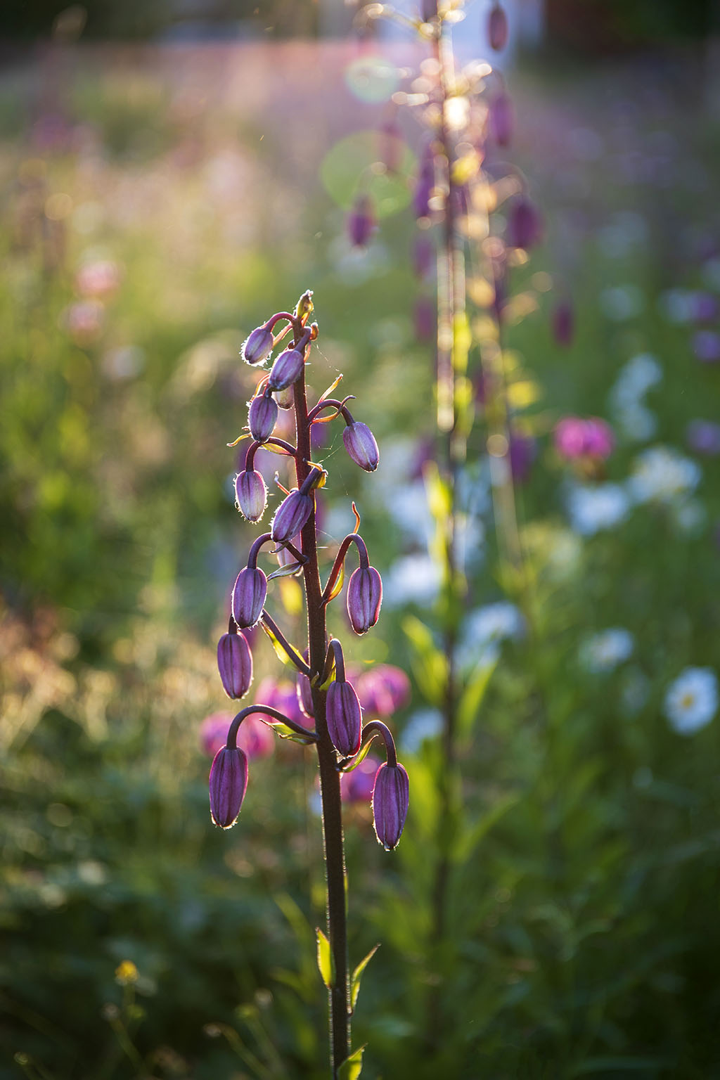 Blommor