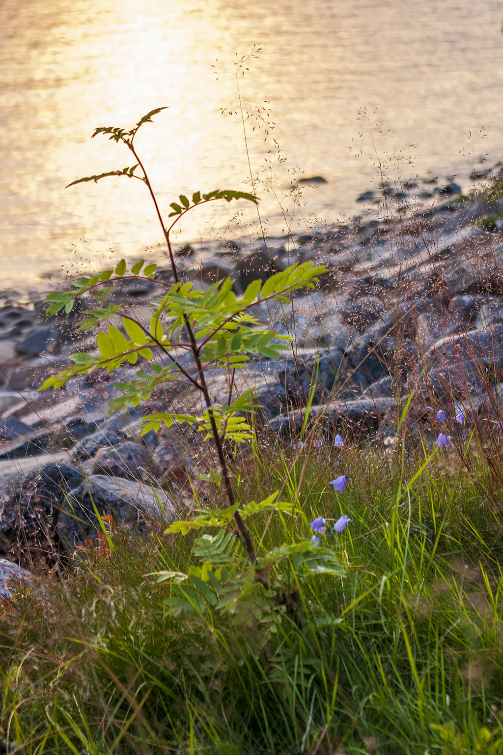 Bjuröklubb