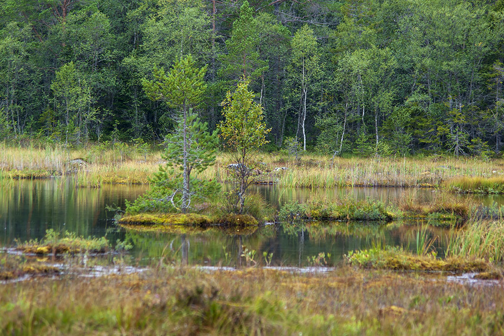 Bjuröklubb