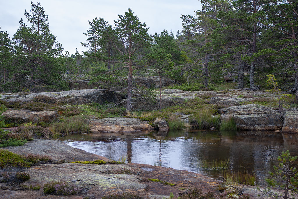 Bjuröklubb