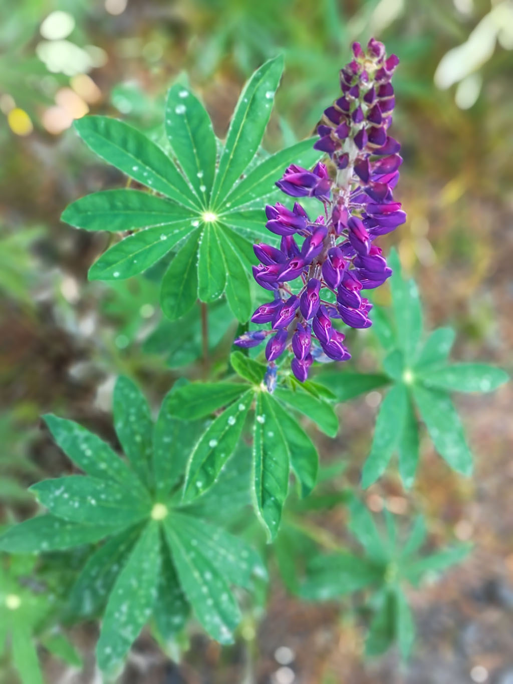 Lupiner