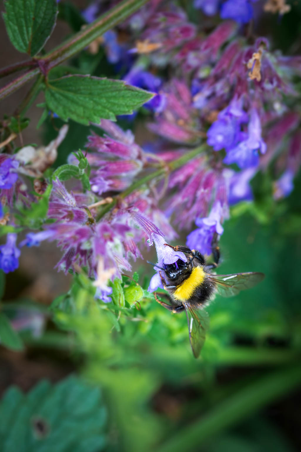 Humla på blomma