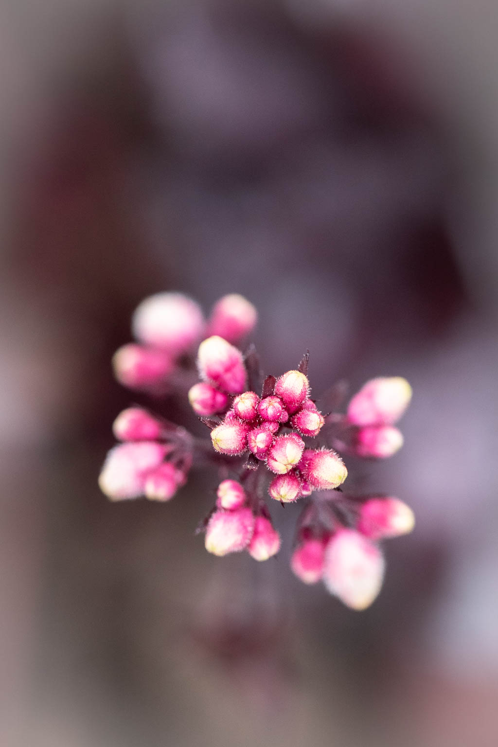 Blommor på buske