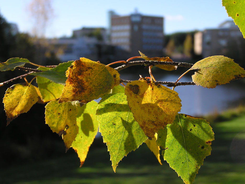 Umeå universitet och björklöv