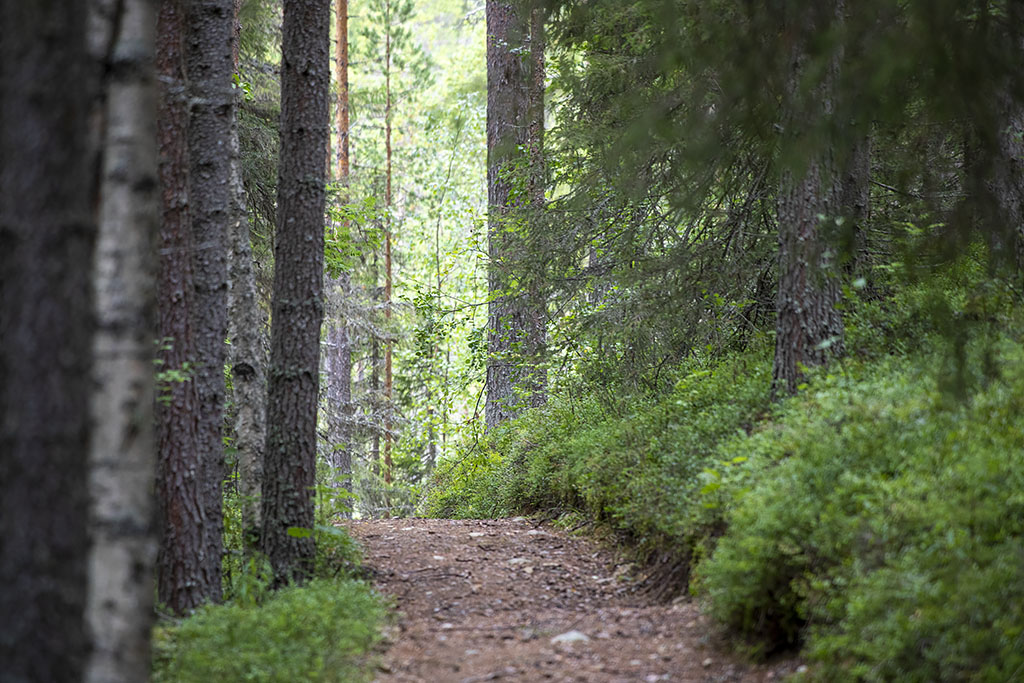Kalvträsk