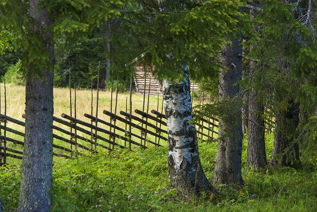Rismyrliden