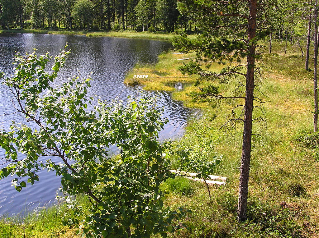 Aborrtjärn