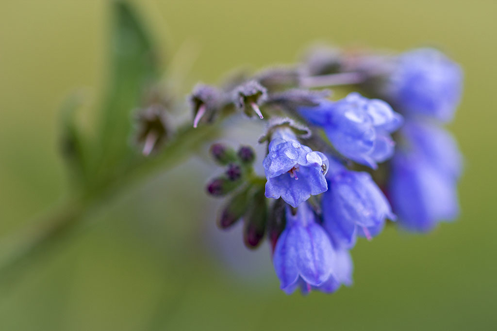 Blomma