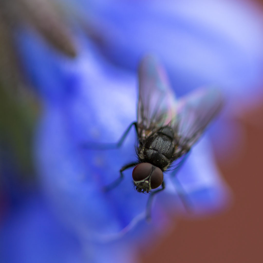 Fluga