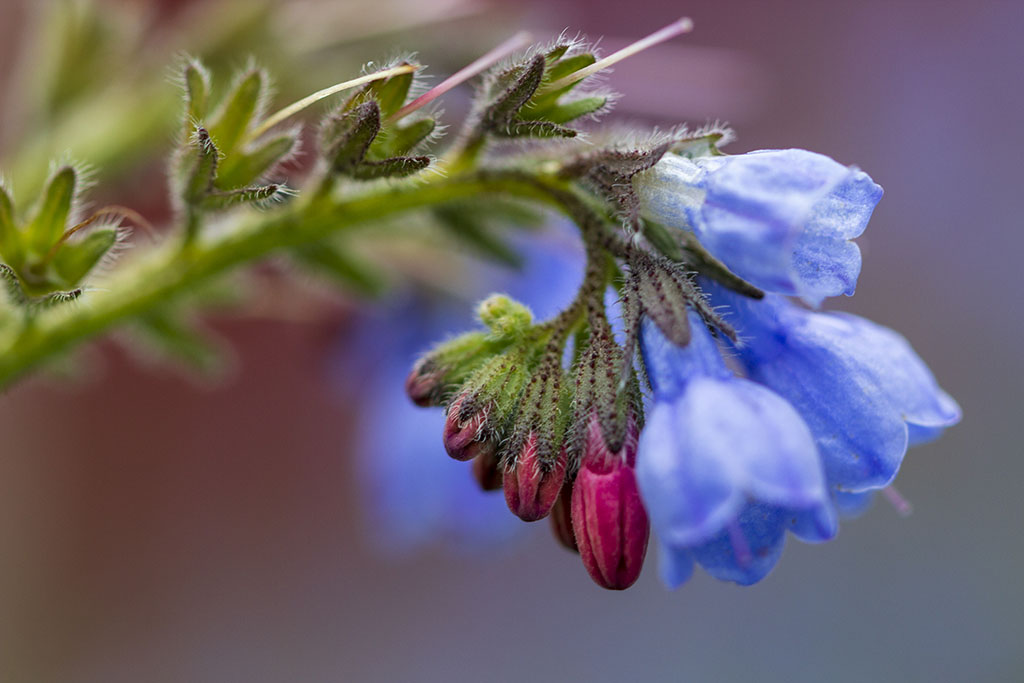 Blomma