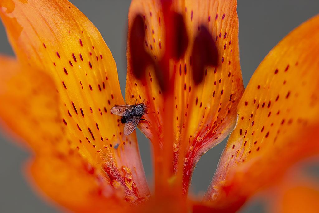 Fluga och blomma