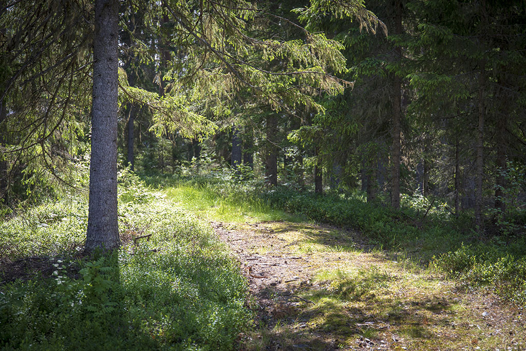 Skogsväg vid bagarstugan