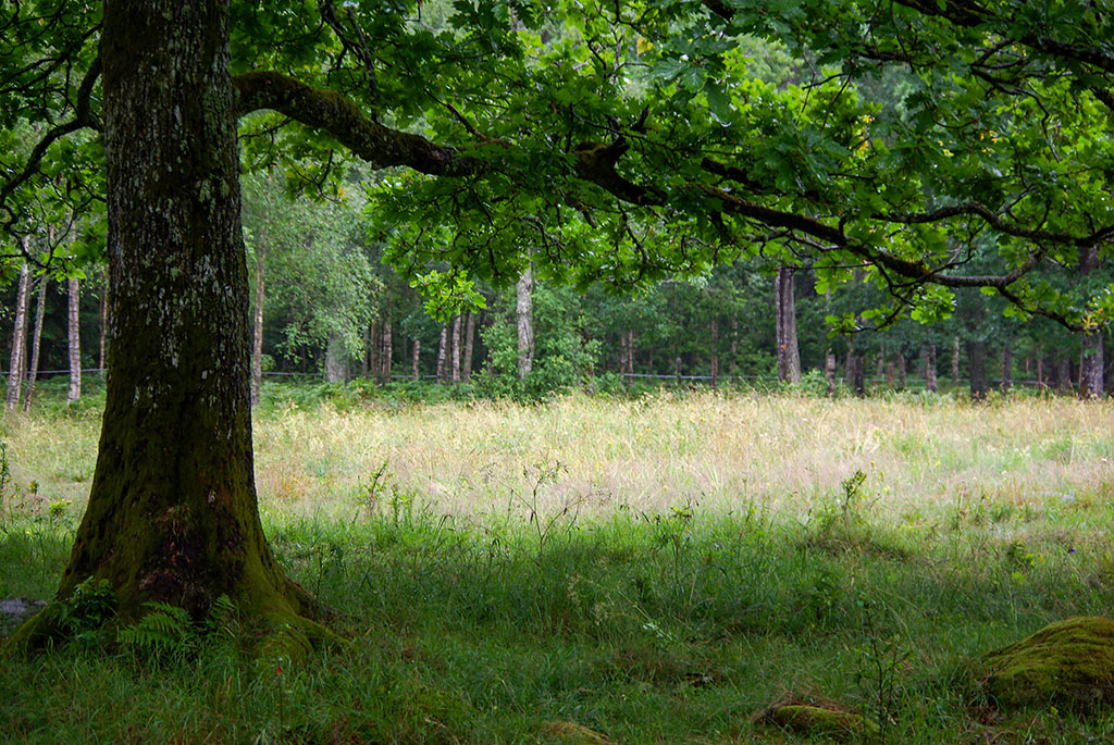 Hunneberg