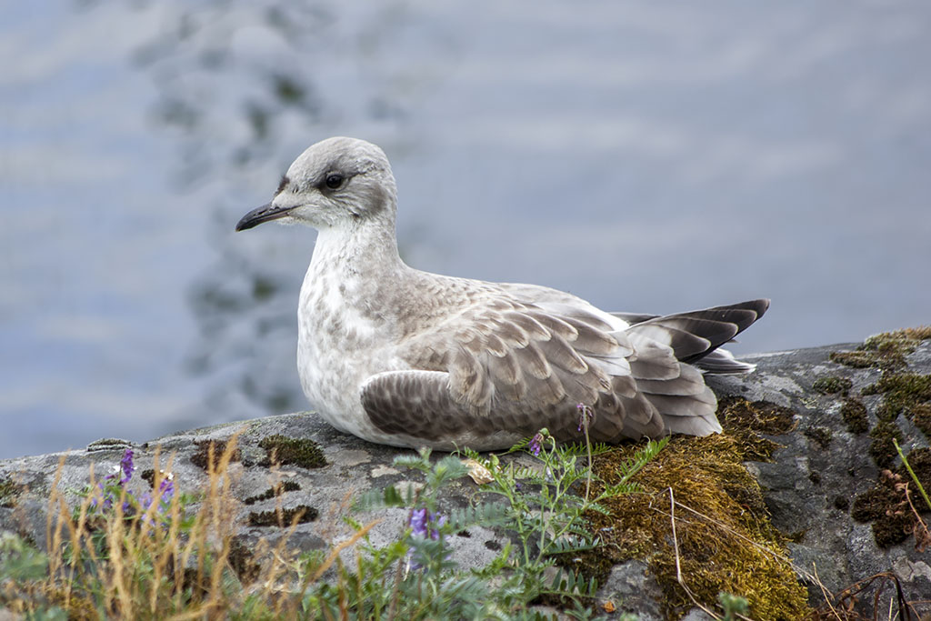 Fågel