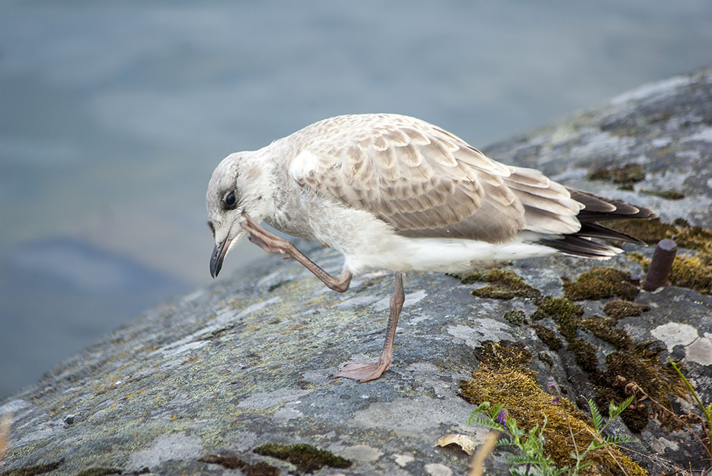 Fågel