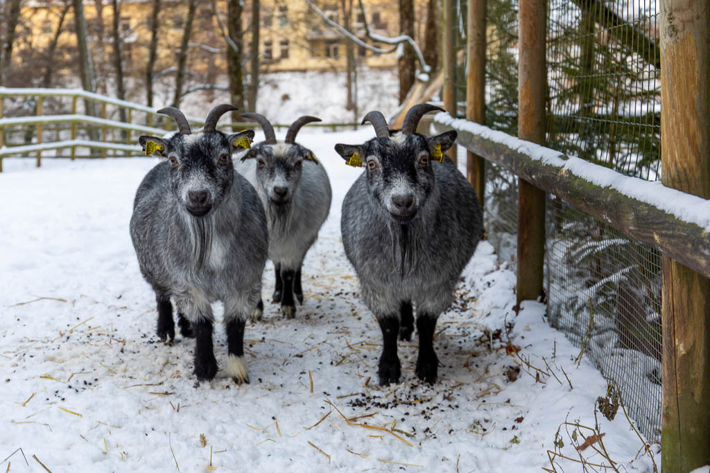 Getter på Vallarna