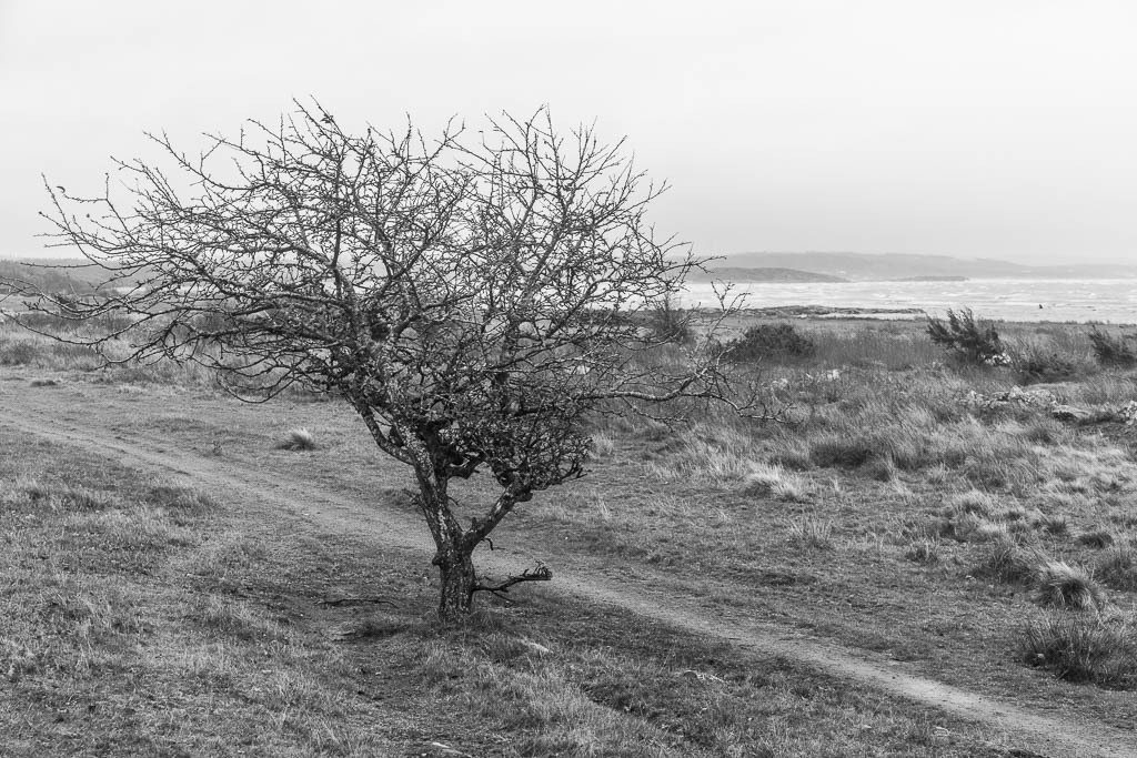 Grimsholmen