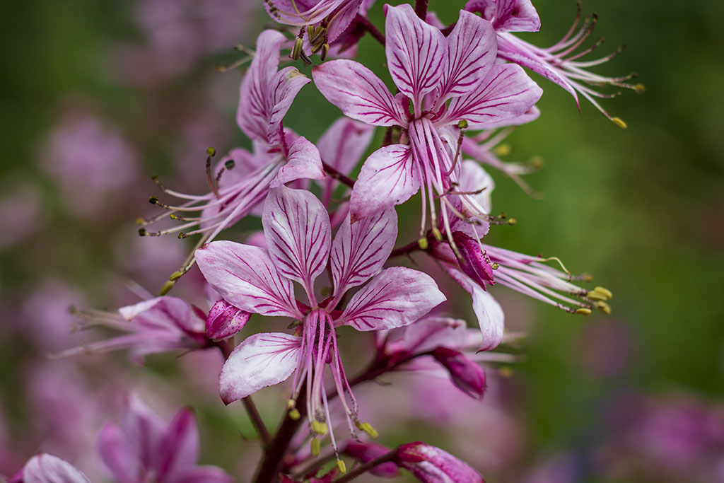 Blomma