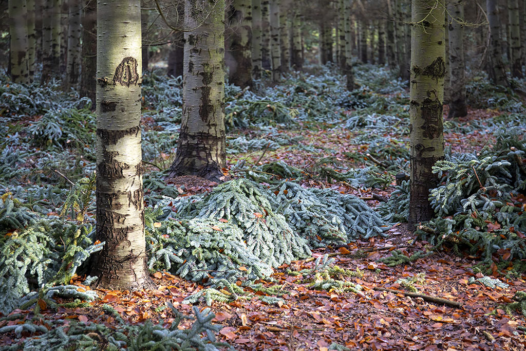 Skog