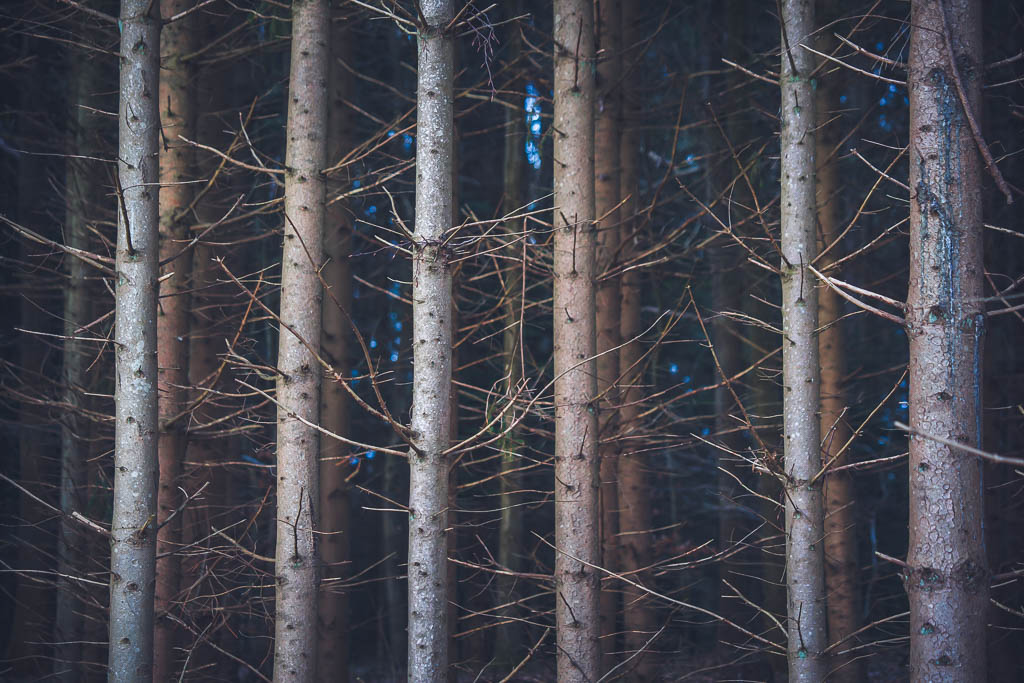 Skog