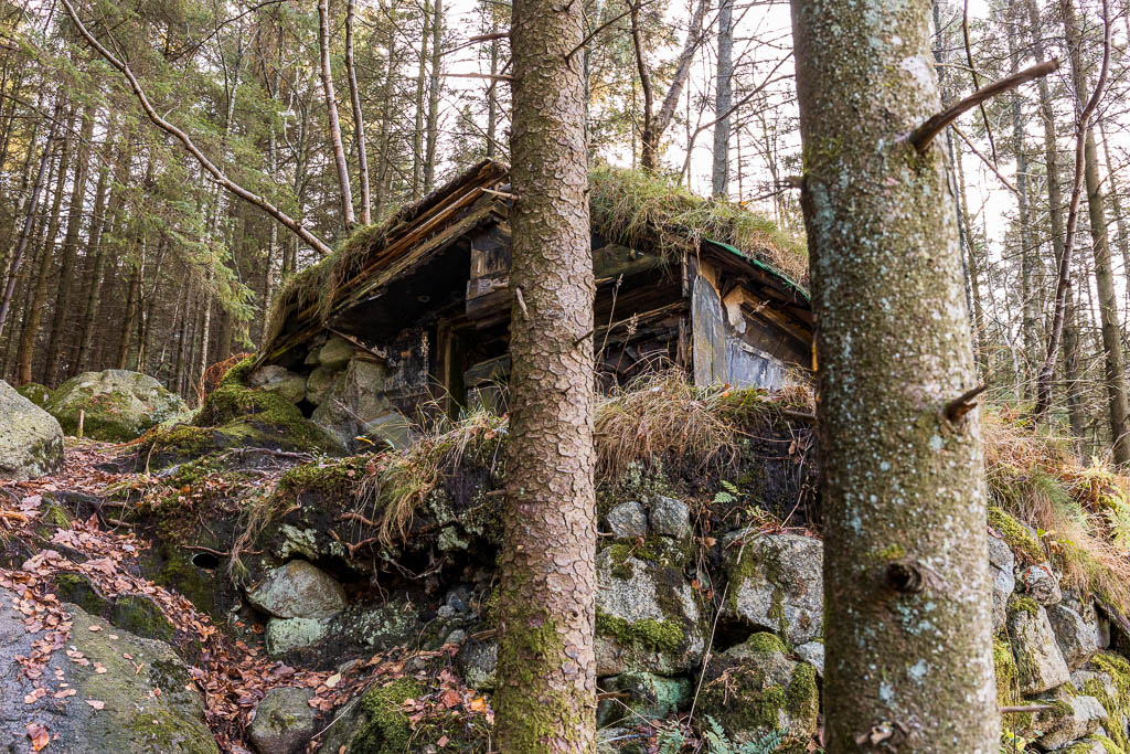 Koja i skogen